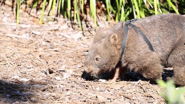 Domesticated common wombat walking on leash in nature park during sunny day.