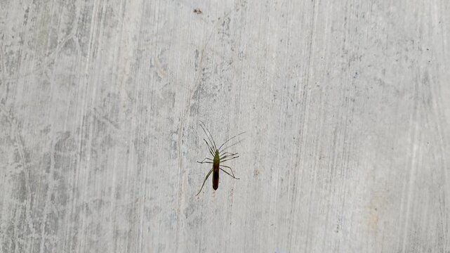 Close-up of a small insect with long legs on a textured wall.