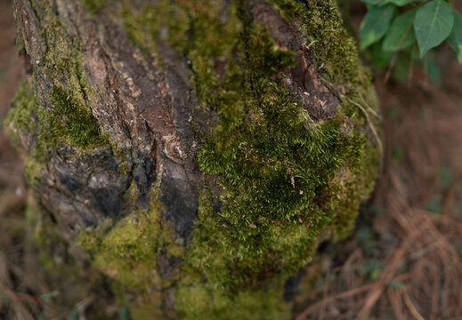 Tree trunk log with green moss isolated