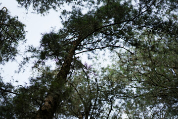 Obraz premium Trees in the sky