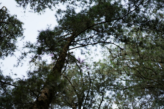 Trees in the sky