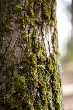 Green Moss on tree trunk