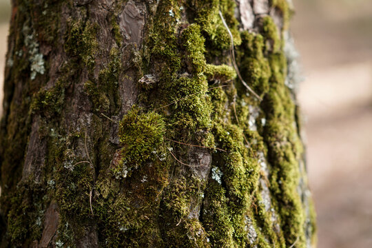 Moss on tree trunk