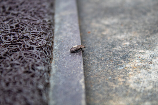 Beetle on Concrete Near Doormat