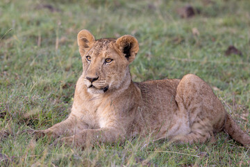 Dignity © George Erwin Turner