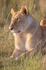 Fototapeta premium Lioness Portrait