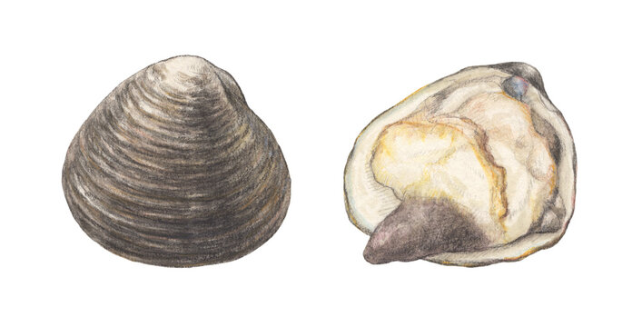 ホッキ貝　水彩色鉛筆イラスト