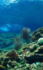 Fototapeta premium Gorgonian coral - marine fauna. Underwater photo of a colorful gorgonian at a coral reef. From a scuba dive in the Andaman sea.