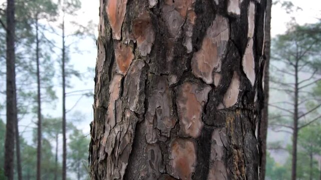 Close-up of the rough, textured bark of a mature pine tree in a serene forest setting.