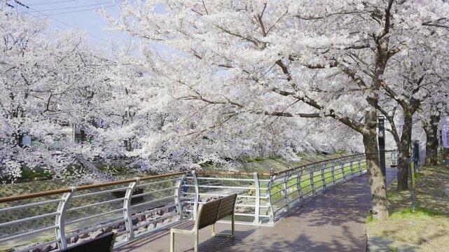 People Walking Under Cherry Blossoms Along Sunny Riverside Path, Mugeocheon Stream, Ulsan, South Korea