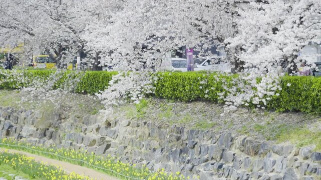 Cherry Blossom Petals Falling Over Mugeocheon Stream, Busan, South Korea