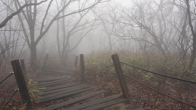 Misty Forest Hiking Path in Early Spring, Gajisan Mountain, South Korea