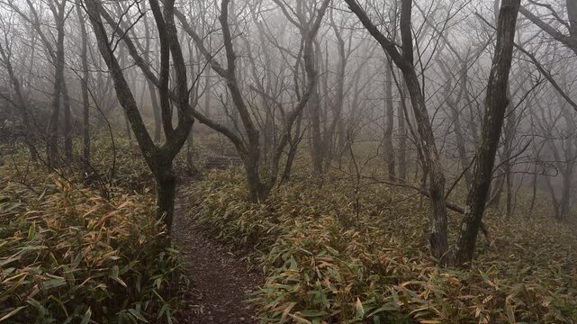 Misty Forest Hiking Path in Early Spring, Gajisan Mountain, South Korea