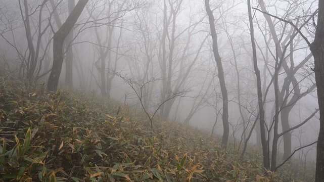 Misty Forest in Early Spring, Gajisan Mountain, South Korea