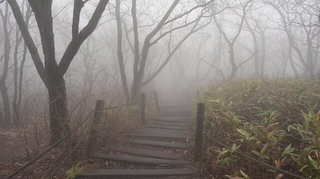 Misty Forest Hiking Path in Early Spring, Gajisan Mountain, South Korea