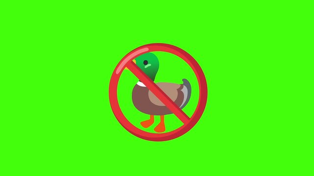 No Ducks Allowed Sign with Mallard Duck Illustration on Green Screen Background.