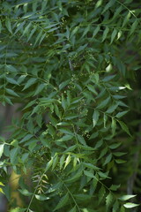 Obraz premium Neem leaf on the tree close up images