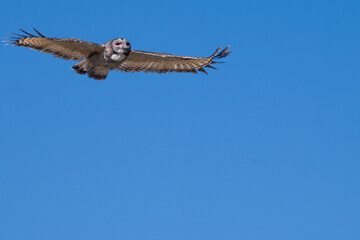 Fototapeta premium A high angle, full length shot of a Mottled Wood Owl soaring through the air with its wings fully spread. The birds intricate feather patterns and focused expression are captured in mid flight 