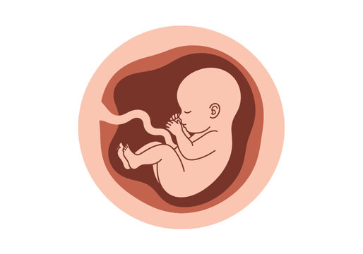 Human Fetus Illustration in Womb with Umbilical Cord - Prenatal Development and Pregnancy Stage Concept for Medical Education