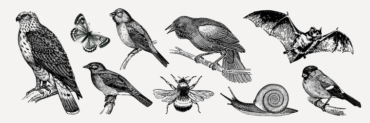 Vintage illustration of birds, insects, and animals. Includes a hawk, butterfly, crow, bat, bee, and snail. Detailed vintage style, diverse wildlife collection. Element vector set. © Rawpixel.com