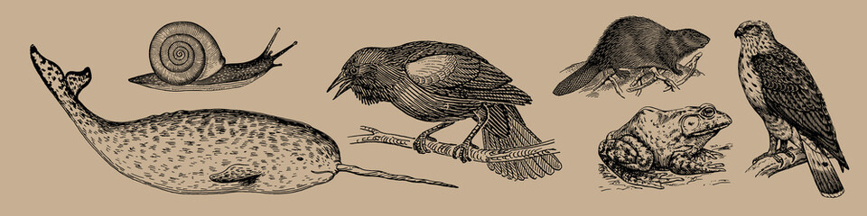 Vintage illustration of various animals: snail, bird, beaver, hawk, narwhal, and frog. Detailed animal sketches in a classic style, showcasing diverse wildlife. Element vector set. © Rawpixel.com