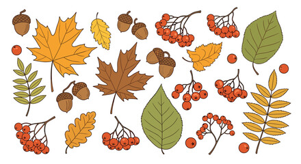 Fototapeta premium Hand drawn collection of autumn leaves with acorns and berries featuring various seasonal forest elements for fall decor.