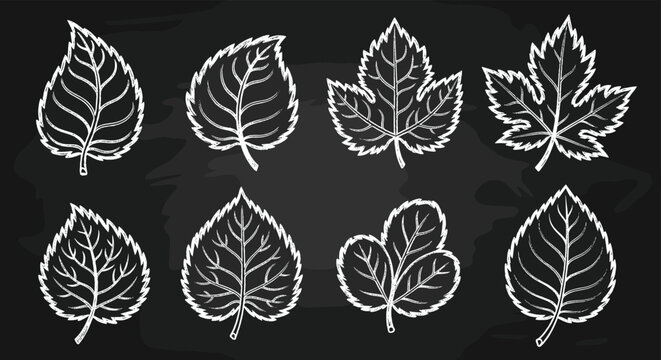 Detailed chalk sketches of various tree leaf species on a dark blackboard background for educational and botanical designs.