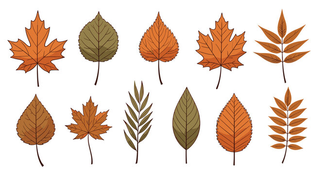 Collection of colorful autumn leaves from different tree species in shades of orange, yellow, and brown on white background.