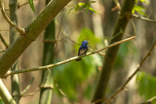 Black-naped monarch bird calling on bamboo branch, blue flycatcher in natural forest habitat