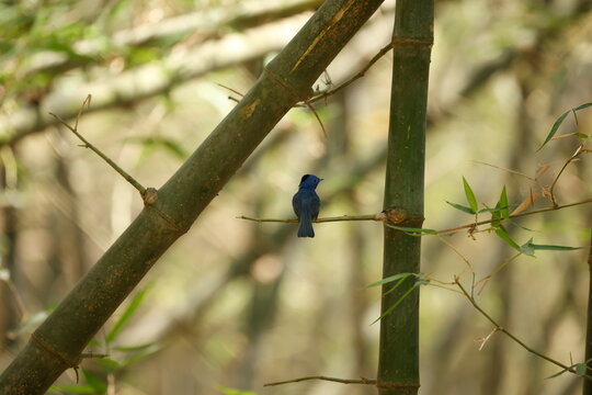 Black-naped monarch bird perched on bamboo branch in forest, blue flycatcher wildlife photography