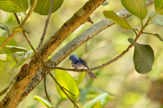 Black-naped monarch bird perched on bamboo branch in forest, blue flycatcher wildlife photography