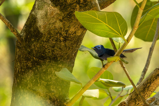 Black-naped monarch bird calling on bamboo branch, blue flycatcher in natural forest habitat