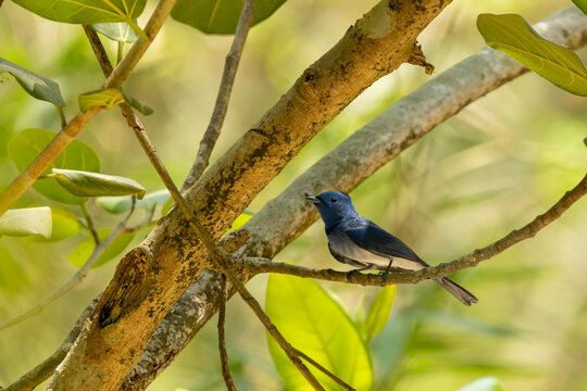 Black-naped monarch bird perched on bamboo branch in forest, blue flycatcher wildlife photography