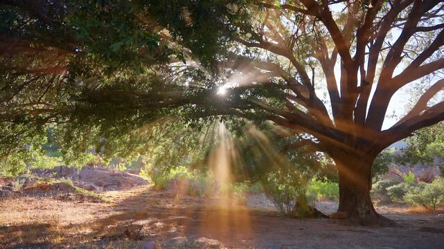 Beautiful sun rays filter through dense green foliage of large tree creating dramatic light beams in arid landscape. Warm golden hour illumination highlights dry grass and rocky terrain.