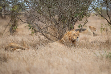 A male lion (Panthera leo) lying in the shade of a tree © Tyrone