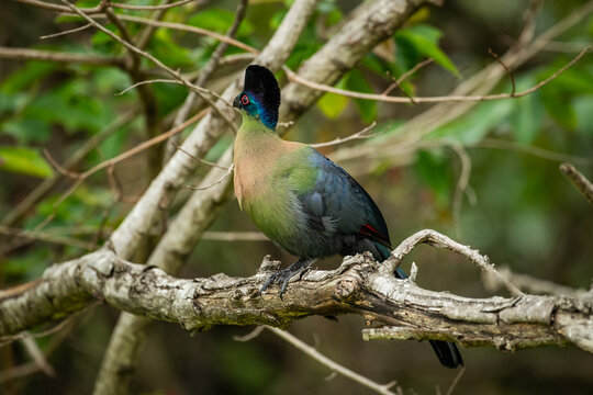 A knysna turaco (Tauraco corythaix) perched in a tree
