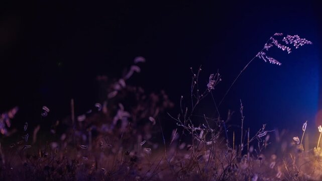 Police car captured at night with artistic shallow depth of field. Sharp focus on foreground grass and wildflowers while emergency vehicle remains softly blurred in background with colorful lights