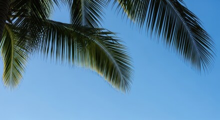 Fototapeta premium Gently swaying green fronds of a coconut palm tree against a clear blue sky during a bright summer day