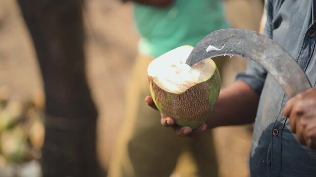 Fresh Coconut Water Preparation, Street Vendor Cutting Coconut, Tender Coconut Water Drink, Coconut Water Serving Scene stock video.