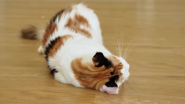 Maine Coon Cat Rolling on Floor Playful Indoor Pet Relaxing Behavior, Fluffy Maine Coon Cat Rolling Over on Wooden Floor, Playful Maine Coon Cat Flipping and Rolling at Home 