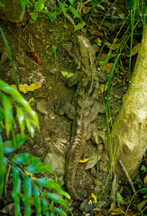 Fototapeta premium Tuatara reptile at the Brook Waimārama Sanctuary, Nelson, New Zealand.