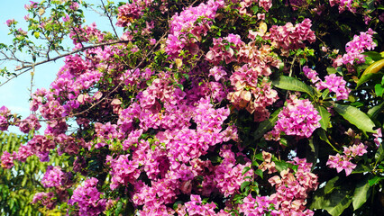 Fototapeta premium Dense cluster of bright pink and magenta bougainvillea flowers covering leafy green plant. Blossoms contrast vividly with foliage and clear blue sky in background.