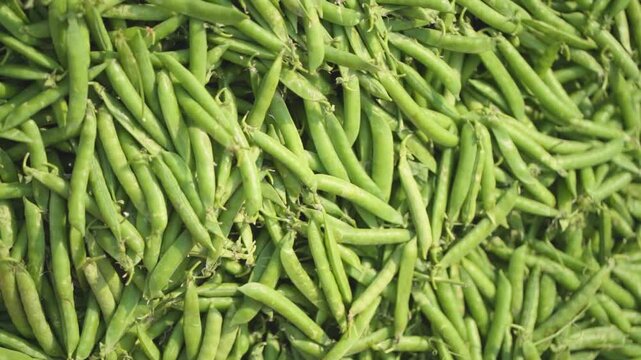 Fresh green peas closeup, pile of green pea pods, farm fresh peas harvest, organic green peas texture stock video.