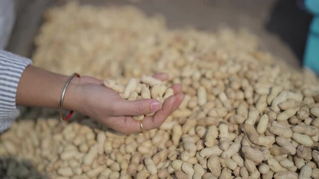 Woman checking fresh peanuts, Female hand sorting peanuts, Peanut quality inspection process, Woman touching raw groundnuts stock video.