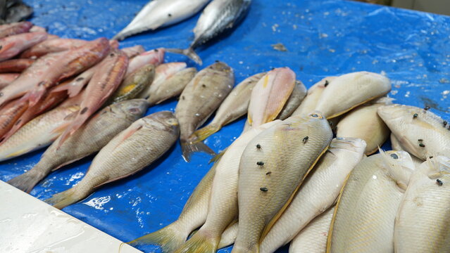 Fresh fish displayed at a traditional market stall swarmed by flies, highlighting hygiene concerns, food safety risks, and unsanitary conditions in open-air seafood trading environments.