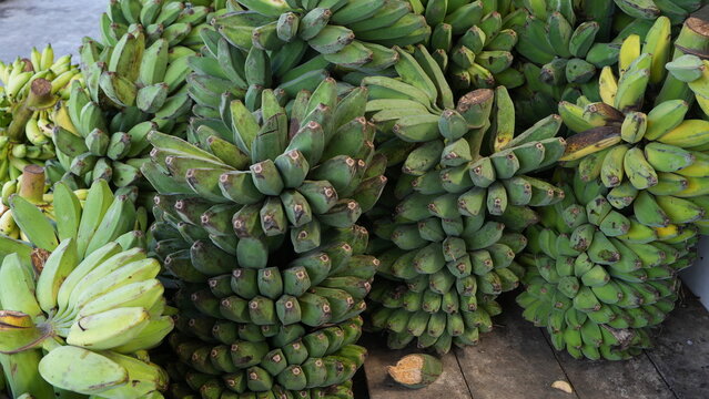 Several bunches of unripe saba bananas with bright green skin, freshly harvested and naturally clustered. Tropical agriculture concept, raw cooking bananas, organic produce, healthy food background.