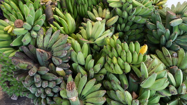 Several bunches of unripe saba bananas with bright green skin, freshly harvested and naturally clustered. Tropical agriculture concept, raw cooking bananas, organic produce, healthy food background.