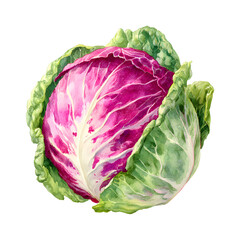 Obraz premium Watercolor illustration of a fresh radicchio vegetable with green outer leaves and vibrant purple center isolated on transparent background