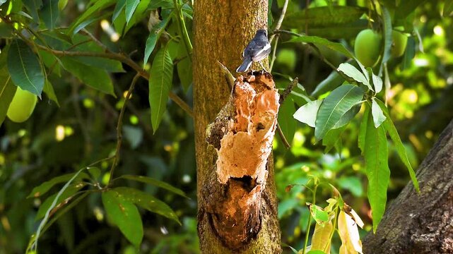 Two Indian black & white Robin birds couple caught and held insects foods or, kill in the beaks and entering its nest through a hole in a tree trunk to feed it's new born chicks in nature.