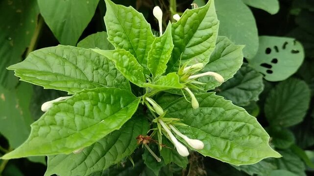 White Butterfly Bush (Clerodendrum calamitosum) blooming